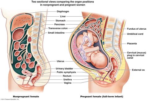 Later in pregnancy, they may experience your body is amazing! Diagram showing how a women's body changes when pregnant ...