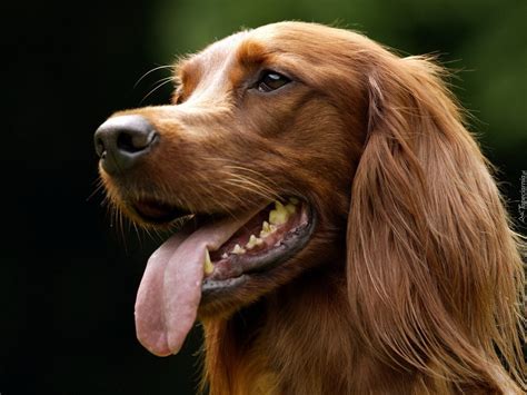 The american and canadian kennel clubs classify these breeds. Pies, Seter irlandzki, Język
