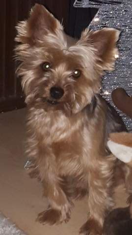 Ab wann brauche ich einen buggy für mein kind?. Ab wann ist ein Yorkshire Terrier Senior? (Tiere, Hund ...