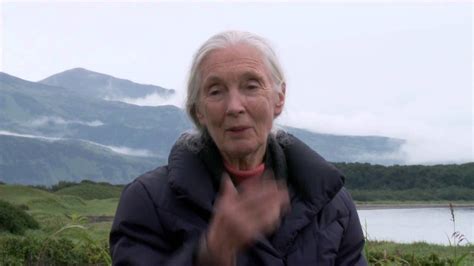 Hace seis décadas, la joven investigadora británica jane goodall llegó al parque nacional de gombe (tanzania), para estudiar el comportamiento de los chimpancés salvajes. Disney Nature's Bears: Jane Goodall Official Movie ...