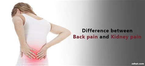 Back pain is one of the most common reasons people go to the doctor. 9 Major Differences Between Back Pain and Kidney Pain