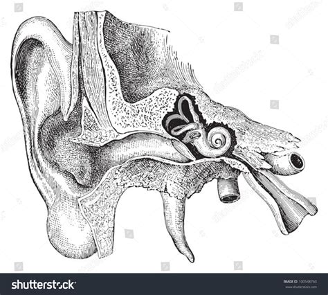 We hope you enjoy our growing collection of hd images to use as a background or home screen for your smartphone or computer. Human Ear Anatomy Vintage Illustration Meyers Stock Vector 100548760 - Shutterstock