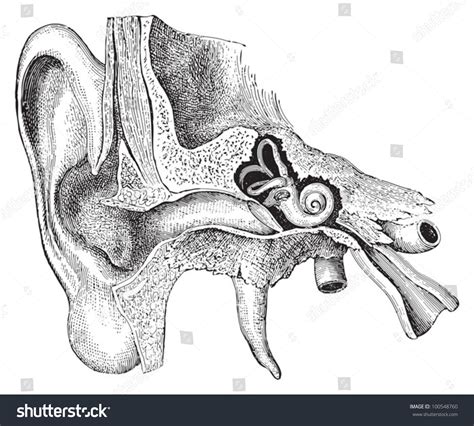 A neat and tidy skeleton diagram. Human Ear Anatomy Vintage Illustration Meyers Stock Vector ...