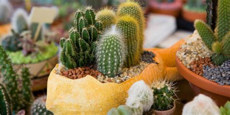 Non rinunciare a un balcone o a un giardino green anche d'inverno. Piante grasse facili da curare - Roba da Donne