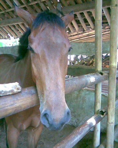 Untuk digunakan gratis tidak ada atribut yang di perlukan. Andonge Jogja: Dijual kuda poni umur 3 tahun tinngi 145 cm