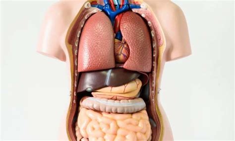 This article contains a list of organs of the human body. Seven body organs you can live without