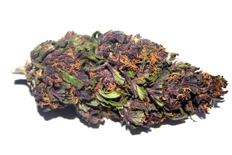 I can use every word in the largest dictionary to describe how good this game is but none of those words will work, for two people, you two made a perfect puzzle. Purple Haze Cannabis Strain