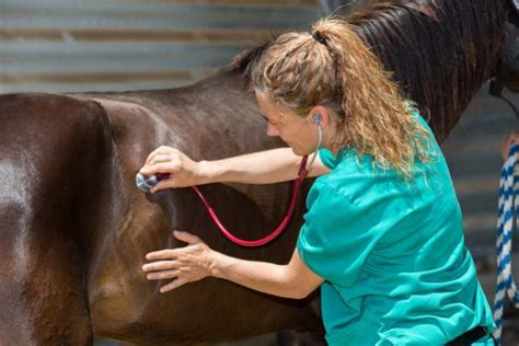 La horse (bof la horse). Comment devenir vétérinaire pour chevaux