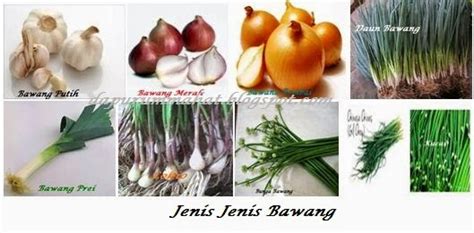 Maybe you would like to learn more about one of these? DaPuR UmMaHaT: MENGENAL JENIS-JENIS BAWANG