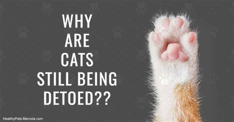 Some still feel that declawing is the only way they can manage their pets' scratching habits, however. Declawing or De-toeing Is Severely Painful for Cats