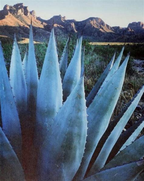 It's not always easy, but you can do it. Agave - where you get tequila and sweetener | Nature ...