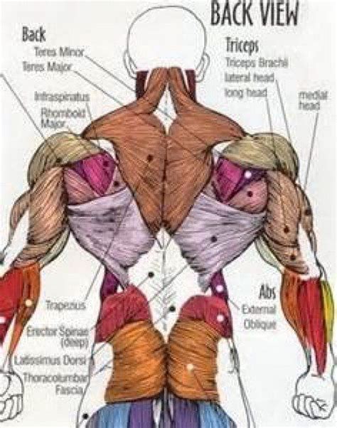 The back's muscles start at the top of the back (named the cervical vertebrae) and go to the tailbone (also named the coccyx). Developing a Lean and Muscular Back | Human body muscles ...