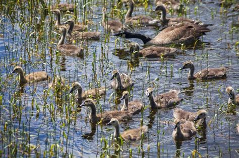 In many areas of the united states, resident canada goose populations have. Canada Geese Stock Photos - Download 8,972 Royalty Free Photos