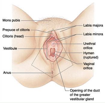 This process is known as menstruation. Labiaplasty