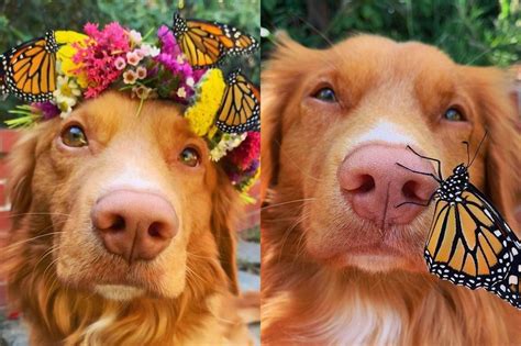 See tweets, replies, photos and videos from @unknown70701 twitter profile. FOTO VIRAL | Perro se hace amigo de todas las mariposas ...