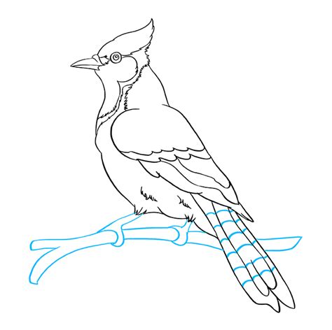 Most of the plumage is white, like the face and the body (4), but the top of the tail (6) and the wings (3) are blue. How to Draw a Blue Jay in 2020 | Drawing tutorial easy ...