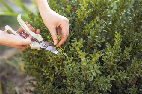 Maintaining your garden can be a chore sometimes and to ensure the proper growth of your plants, you need to use the homemade liquid fertilizer. When To Trim Garden Plants: Trees, Shrubs And Herbaceous ...
