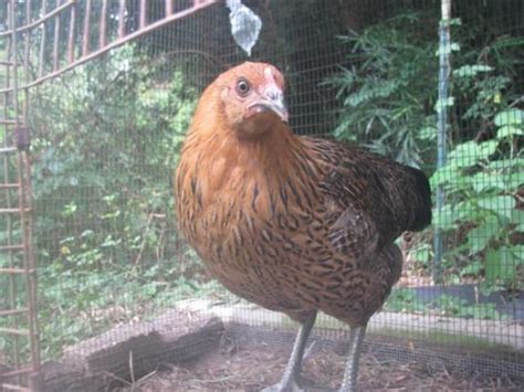 Maybe you would like to learn more about one of these? My Experience Raising Ameraucana Chickens From Pullets to ...