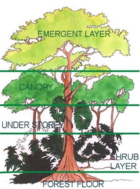 Hutan hujan tropis merupakan sekumpulan dari berbagai jenis pepohonan dan berbagai macam tanaman yang membentuk sebuah bioma tanahnya subur. Gambar Hutan Dataran Rendah Biologi Revina Sri Utami Zky ...