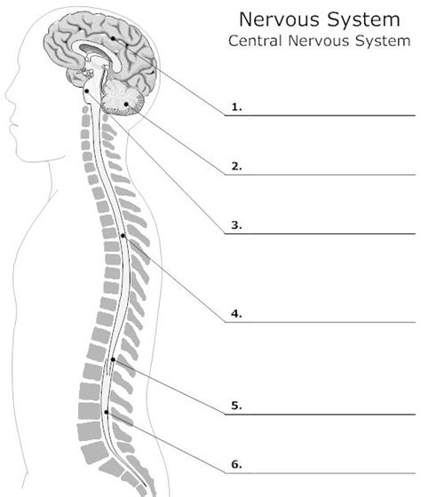 One labeled and one unlabeled diagram of the nervous system. Blank Nervous System Diagram Unlabeled / Brain Diagram ...