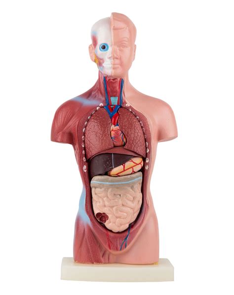 Sold and shipped by learning resources. Mini torso 15 parts | Torso / body puppets | Anatomical ...