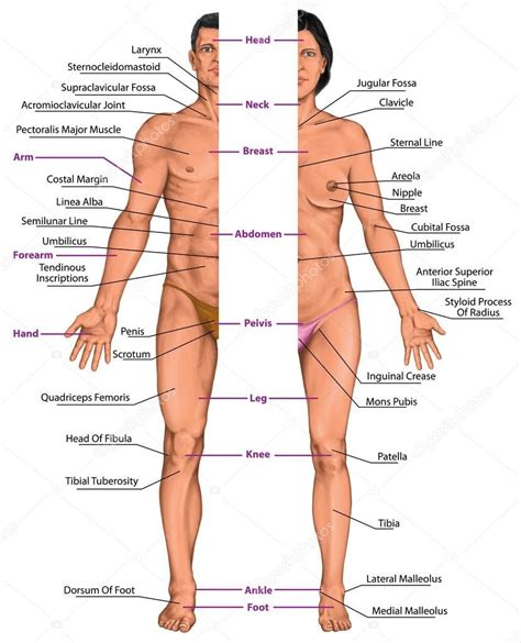 Set of dots pain, trauma joint, back and muscle illustration. Male and female anatomical body, surface anatomy, human ...