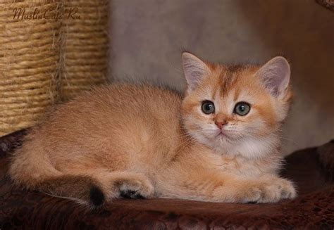 British shorthairs tend to show their the british shorthair originated from a common street cat once called the european shorthair. Blue British Shorthair Golden Shaded