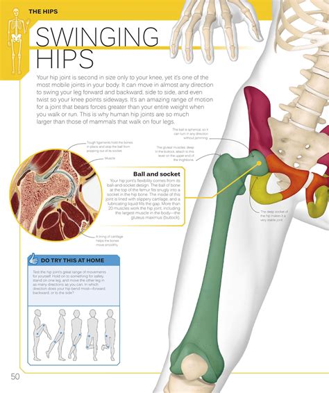 Download as pdf, txt or read online from scribd. Anatomy Pictures Muscles And Bones Pdf Downloads / Anatomy ...
