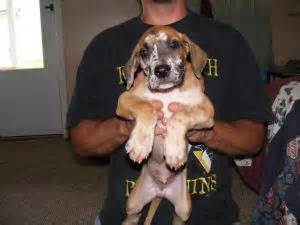 These gentle giants are charming, affectionate, and. Great Dane Puppies in Ohio