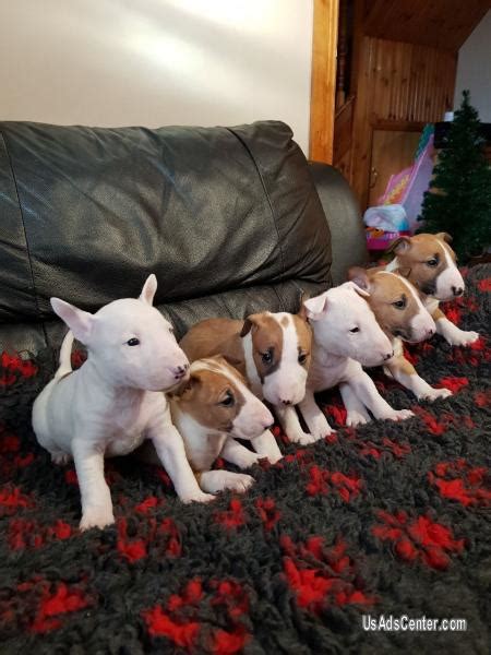 Our pups are raised on the ranch with horses, other dogs and grandkids. 99+ Bull Terrier Puppies For Sale In California - l2sanpiero