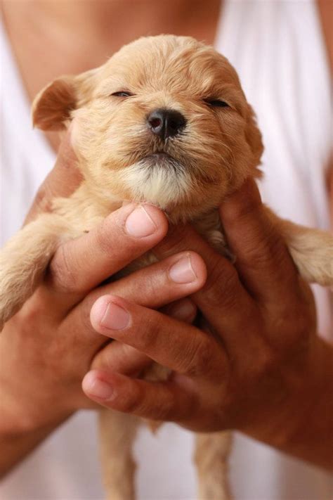 In a beautifully serene video, they treat us to glimpses of their new life as parents. 25+ bästa Baby golden retrievers idéerna på Pinterest ...