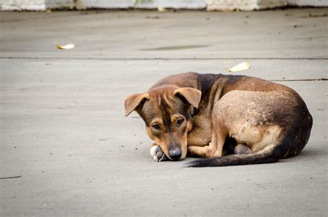 Y, si es un mestizo, daremos la oportunidad a un animal más vulnerable y más susceptible de quedarse sin familia. 28 de mayo, día del perro sin raza - Noticieros Televisa