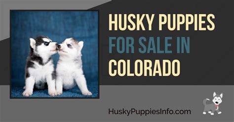 Find husky in dogs & puppies for rehoming | find dogs and puppies locally for sale or adoption in ontario : Siberian Husky Puppies For Sale and Breeders In Colorado (CO)