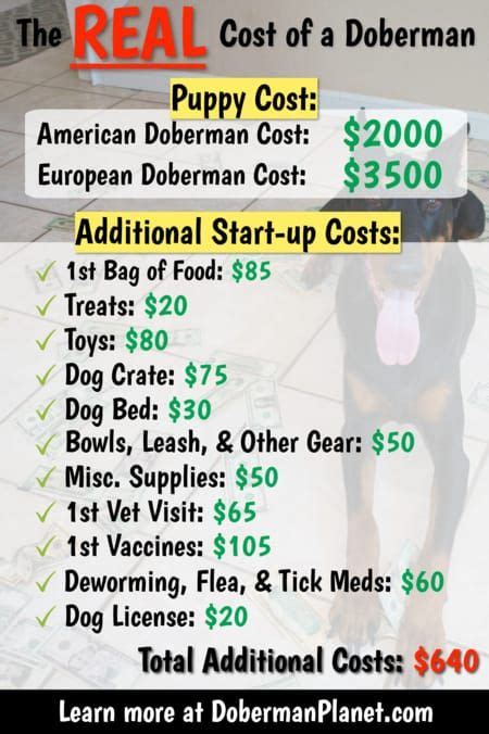 8 wks old, shots and tail docked. How Much Does a Doberman Cost? Puppy Prices and Expenses ...