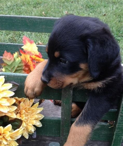 The temperament of the rottweiler is largely based on its owner, and its owner's willingness to properly socialize the dog as a puppy. Rottweiler Puppies for Sale Feeyy | Handmade Michigan