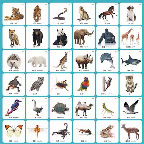 Farm animal picture flashcards with 12 lovely farm animals featured our farm animal picture flashcards are a lovely addition to any classroom or nursery. 48 Pcs/set Kids English Animals Baby Cards Flashcards for ...