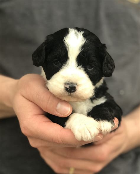 Hypoallergenic bernedoodle puppies will be ready to go home in 8 weeks from 3/20/2021. 10++ Bernedoodle puppies immediately available pa ideas in ...