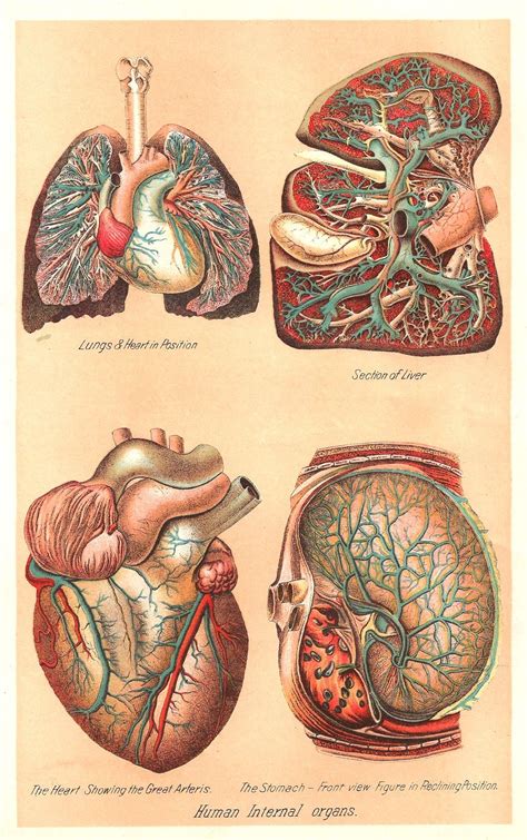 Internal organ locations photos internal organ placement human anatomy library. This is a color plate from a vintage medical and health book showing 4 human internal organs ...