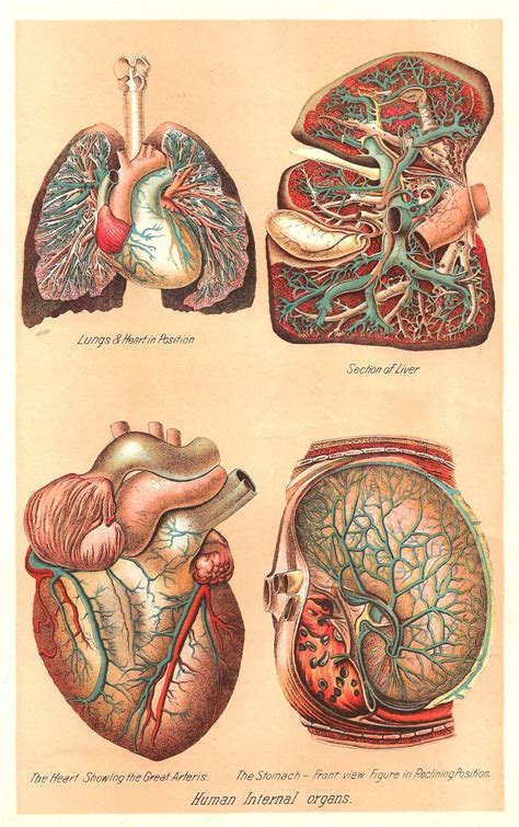 Using this atlas of human anatomy of the spine and back. This is a color plate from a vintage medical and health ...