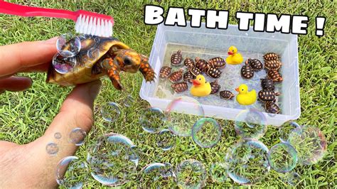 But soon enough bathing a newborn will become second nature, and before you. CUTE BABY TORTOISES GET THEIR FIRST BUBBLE BATH ! - YouTube