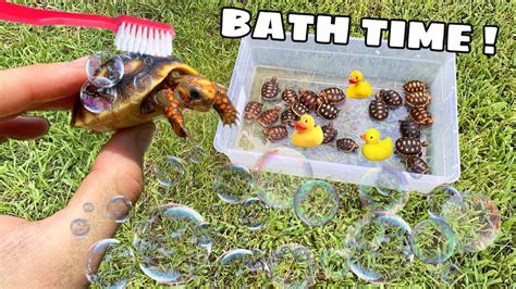 A flotation device for infants that has long been used in asia is starting to catch on here in the u.s. CUTE BABY TORTOISES GET THEIR FIRST BUBBLE BATH ! - YouTube