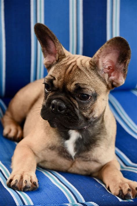 We do not ever ship as cargo, zero exceptions. Breed: French Bulldog Gender: Male Registry: Non ...