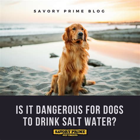 And it's not your dog may have eaten some people food that was too rich or something that is fine for people, but not dogs. Is It Dangerous for Dogs to Drink Salt Water? | Savory ...