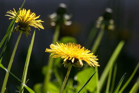 Alcuni fiori spontanei di primavera nei prati lungo il. Fiori Gialli: 5 varietà semplici da coltivare, per un ...