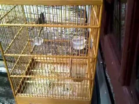 Suara ngebren pikat burung ciblek kristal dan masteran burung ciblek kristal untuk para kicau mania dimana pun berada. Ciblek Kristal / DIJUAL CIBLEK KRISTAL (CIKRIS) GACOR ...