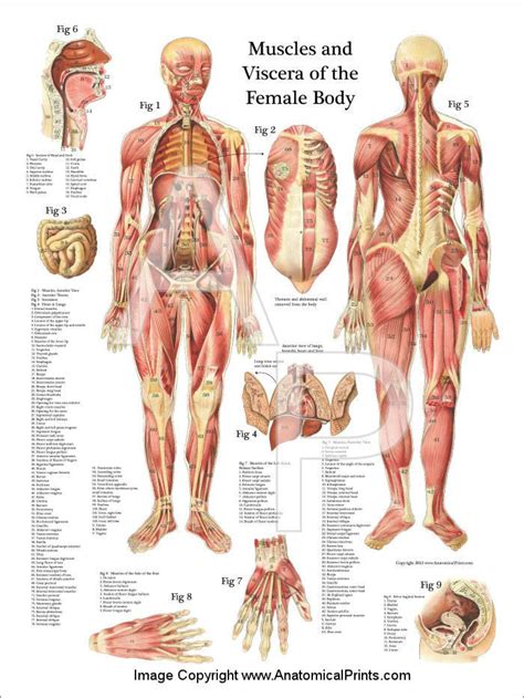 This is a table of skeletal muscles of the human anatomy. Muscles and Viscera of the Female Anatomy Poster 18" X 24 ...
