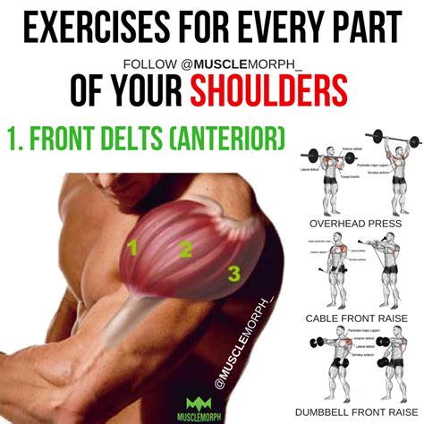 It facilitates the forward movement of the knees. Pin by Giulio Bellini on Workout | Shoulder workout, Gym workouts, Muscle fitness