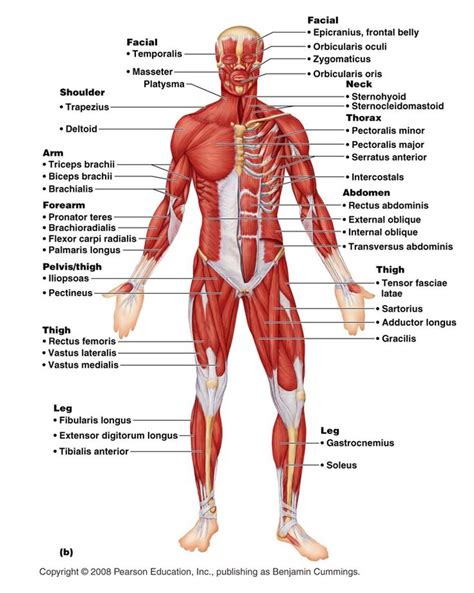 Below are two human body muscle diagrams, showing the front and back of the body. human muscular system diagram labeled | Human muscle ...