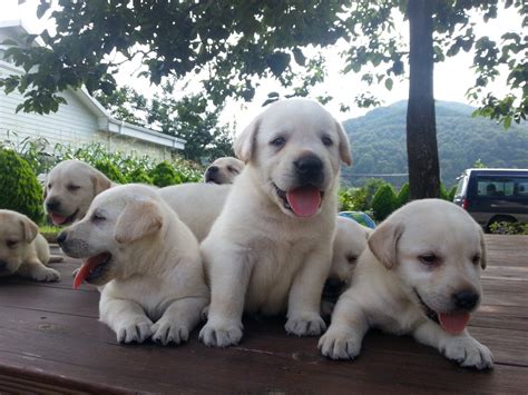 13 baby retrievers ♥ turns out the father retriever is the. ★라브라도리트리버 분양!!