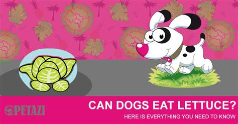 Both dog and cat food looks the same. Can Dogs Eat Lettuce? Is Lettuce Safe for Dogs to Eat? Let ...